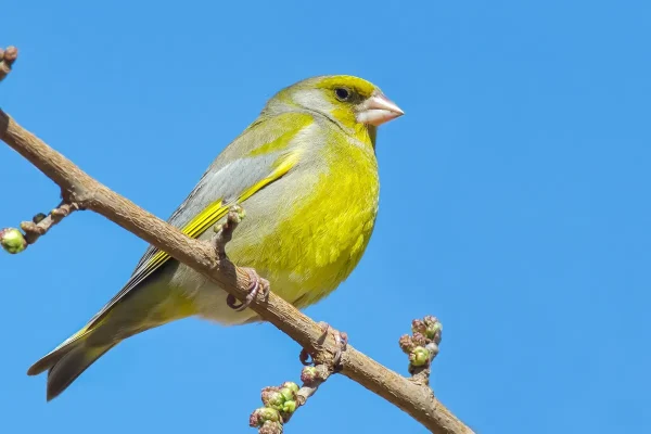 Ziua Păsărilor și Arborilor: Protejează Natura Acum