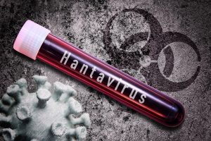 Hantavirusul de pe croazieră: Riscuri scăzute de pandemie