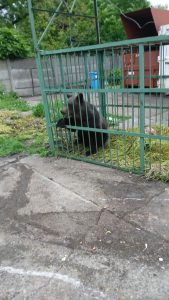 Urs capturat în cușcă specială la Școala de Poliție „Vasile Lascăr” Câmpina